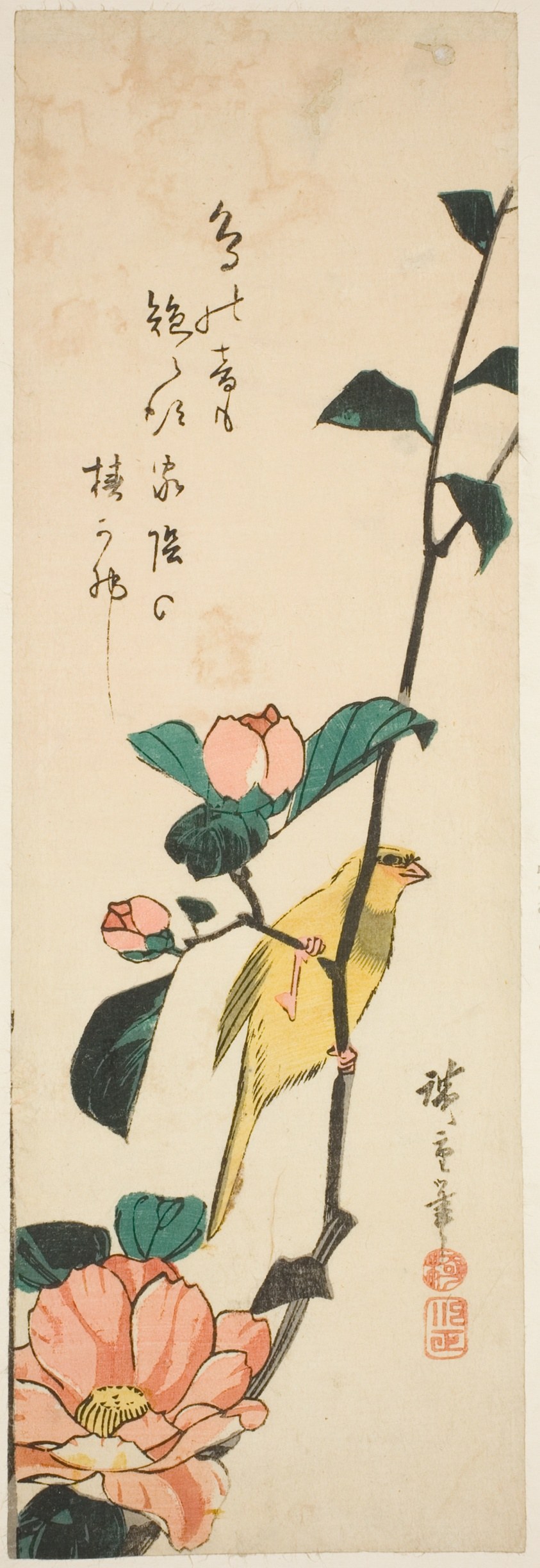 Canary and camellias