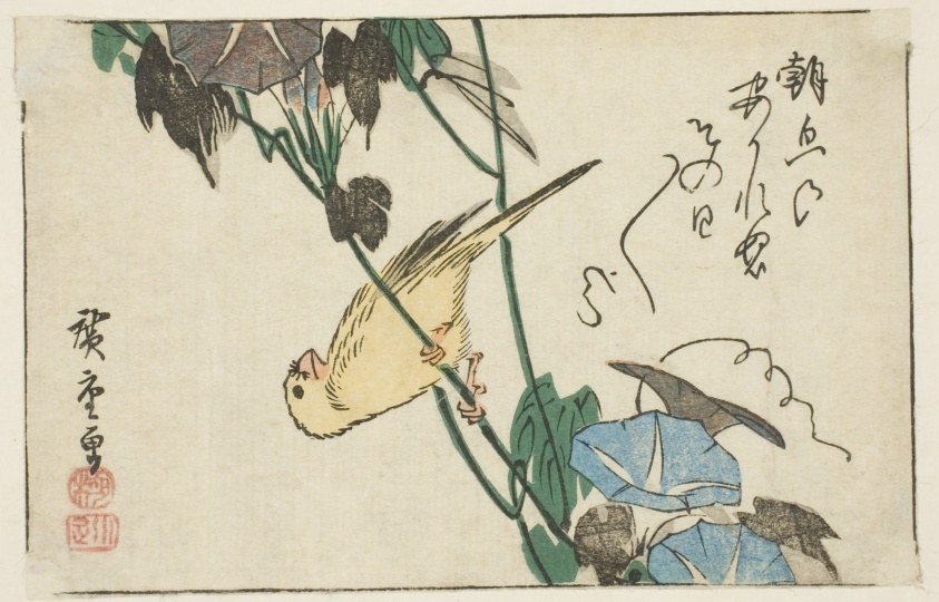 Canary and morning glories