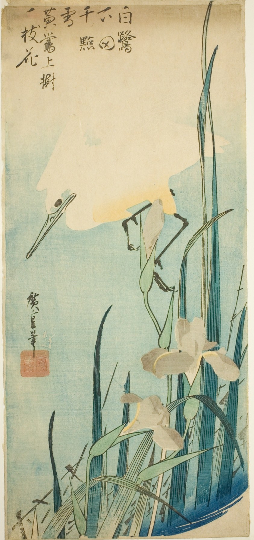 White heron and iris