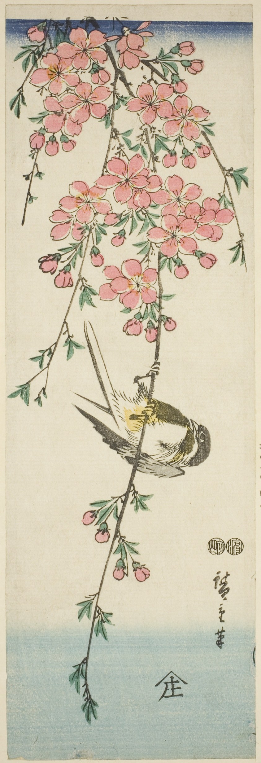 Great tit and cherry blossoms