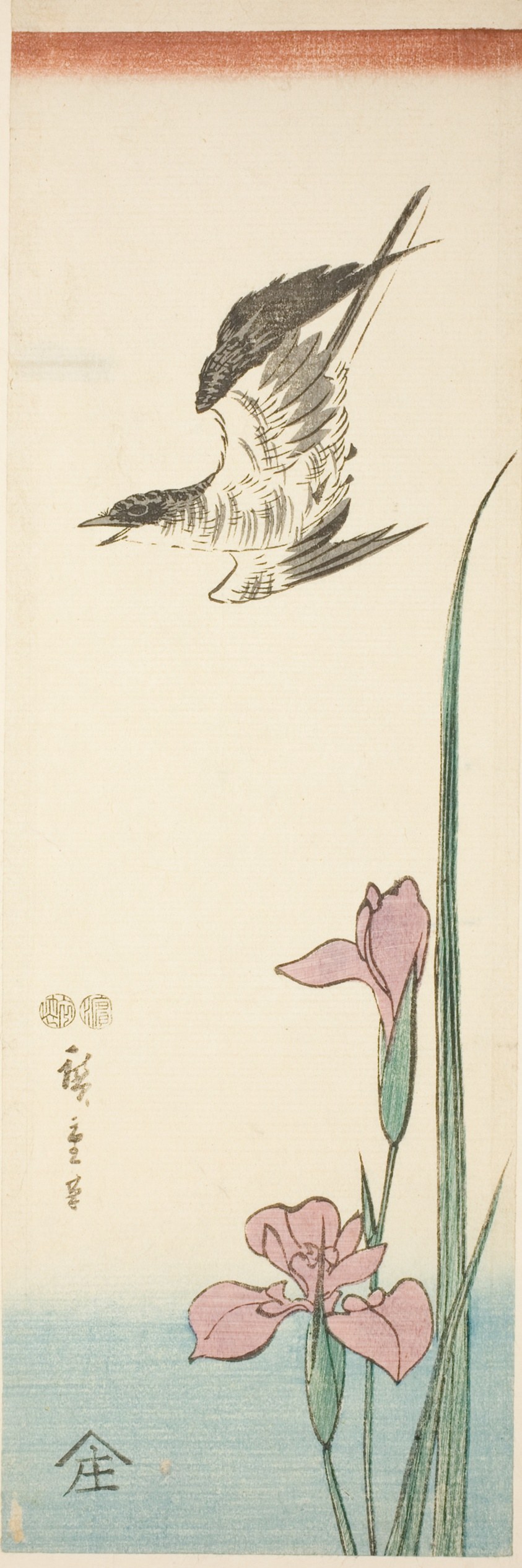 Cuckoo and iris