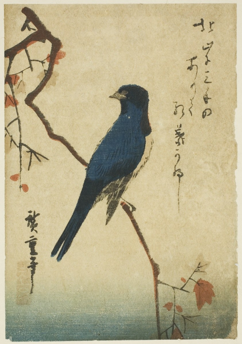 Blue bird on maple branch