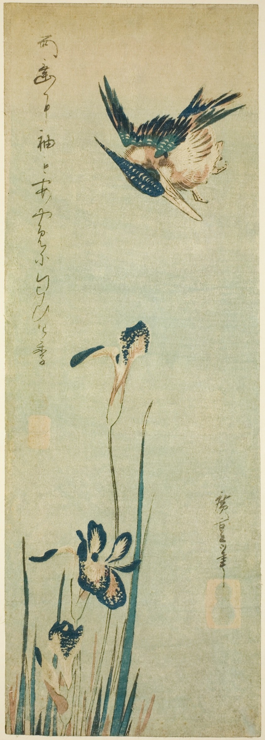 Kingfisher and iris
