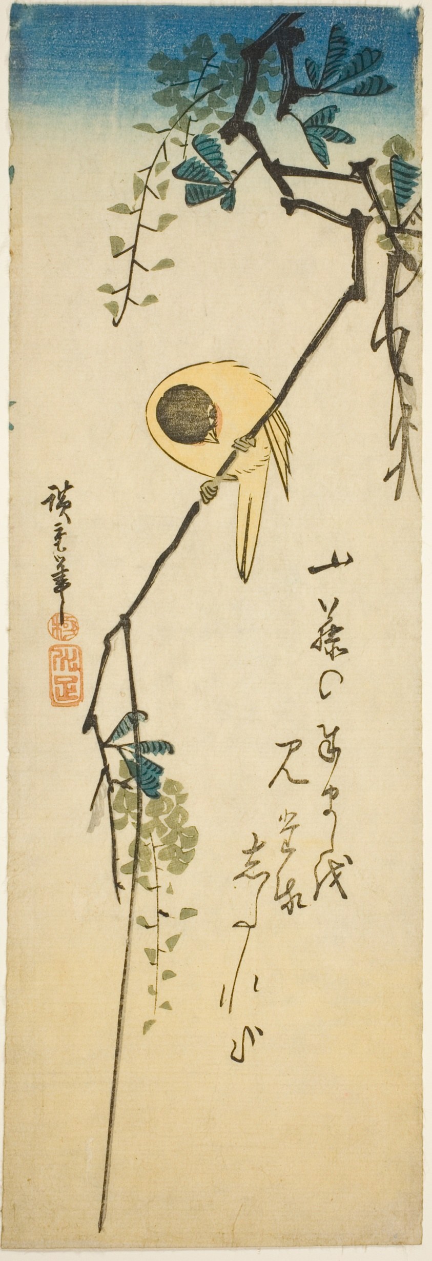 Bird on silky wisteria