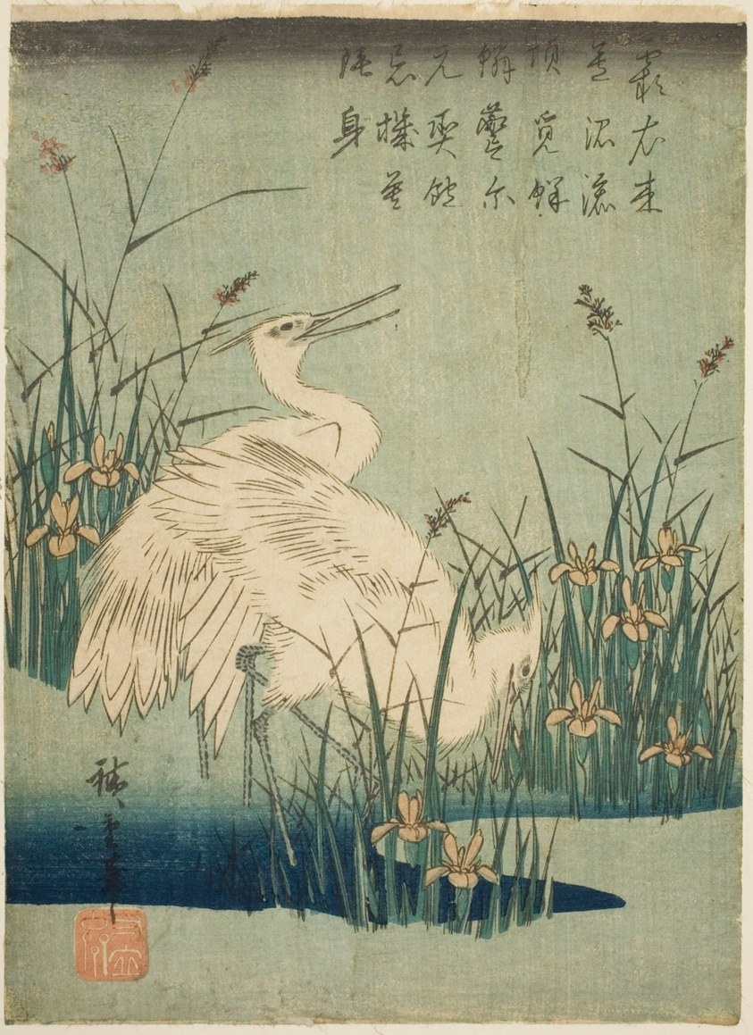 White herons and iris