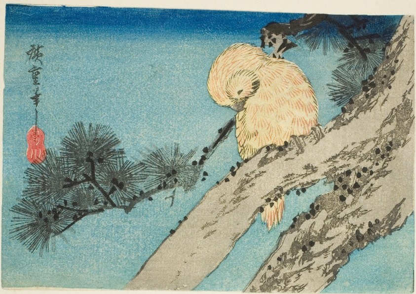 Owl on pine branch