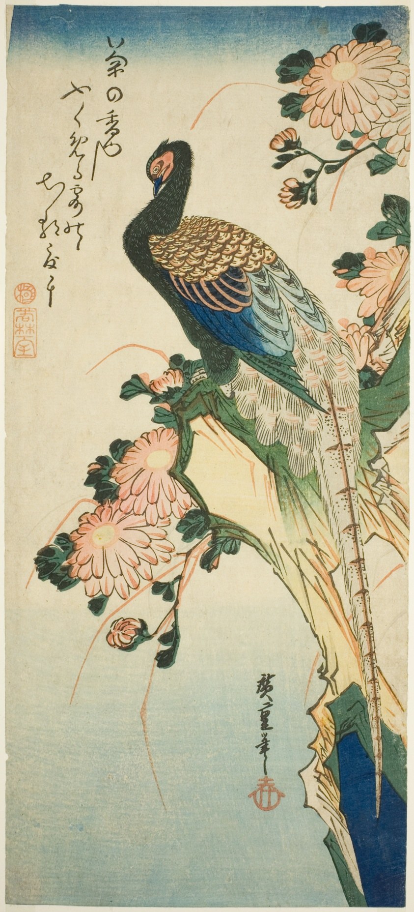Pheasant and chrysanthemums
